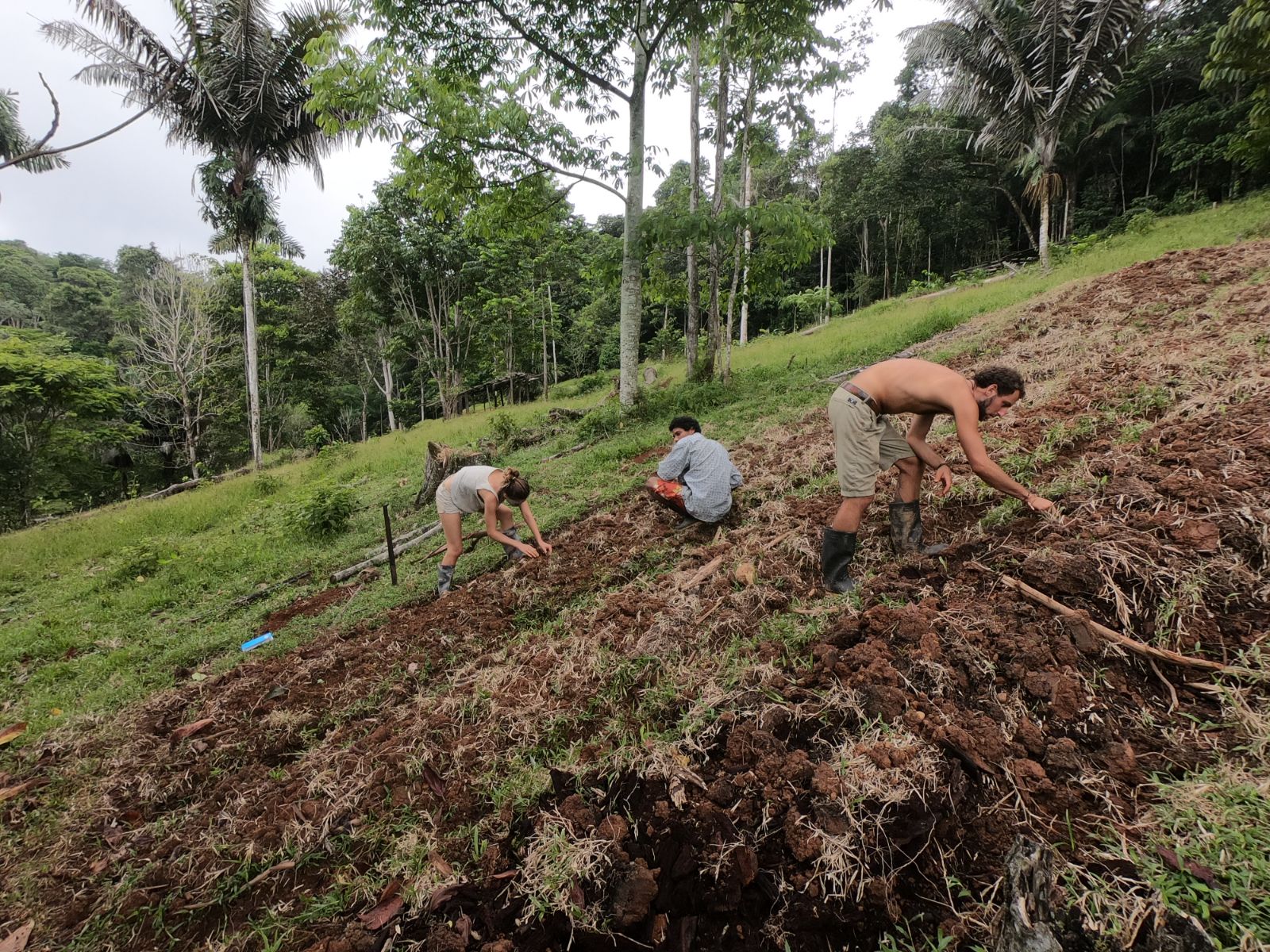 Planting on the slope